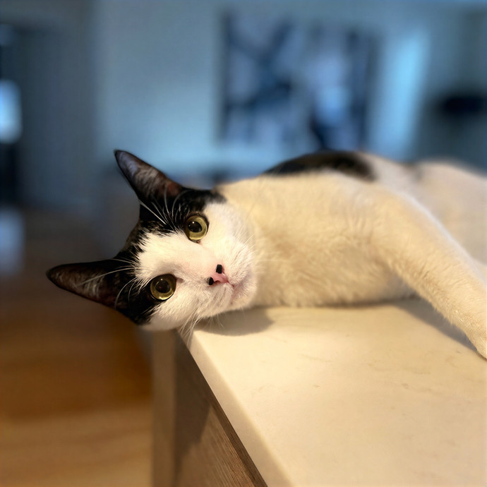 Professional Toe Bean Inspector