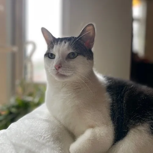Professional Toe Bean Inspector