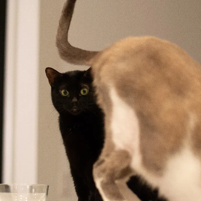 Professional Toe Bean Inspector