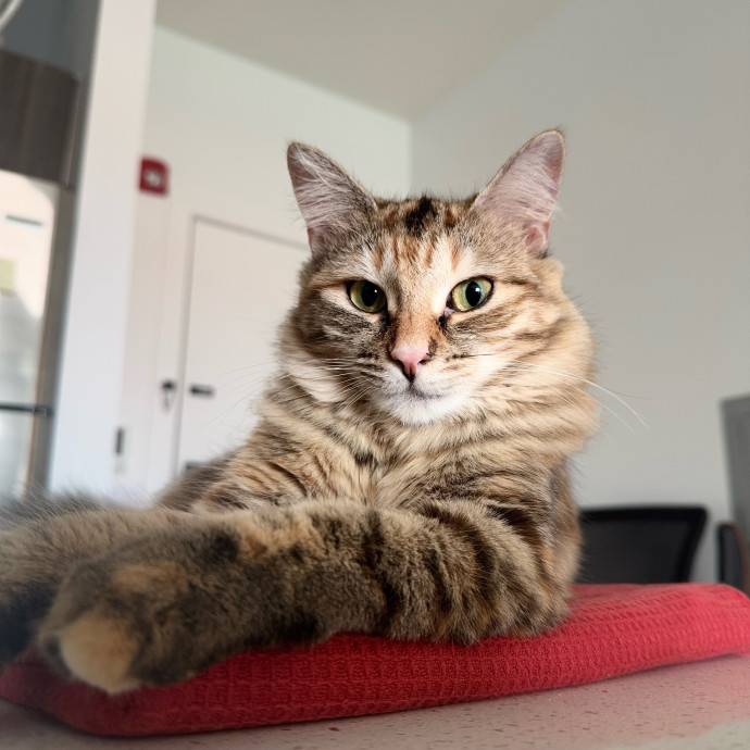 Professional Toe Bean Inspector
