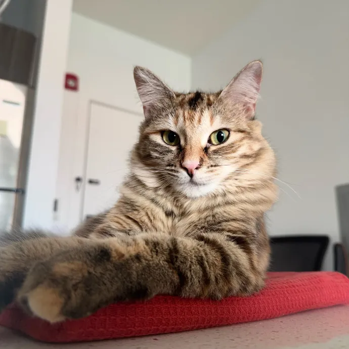 Professional Toe Bean Inspector