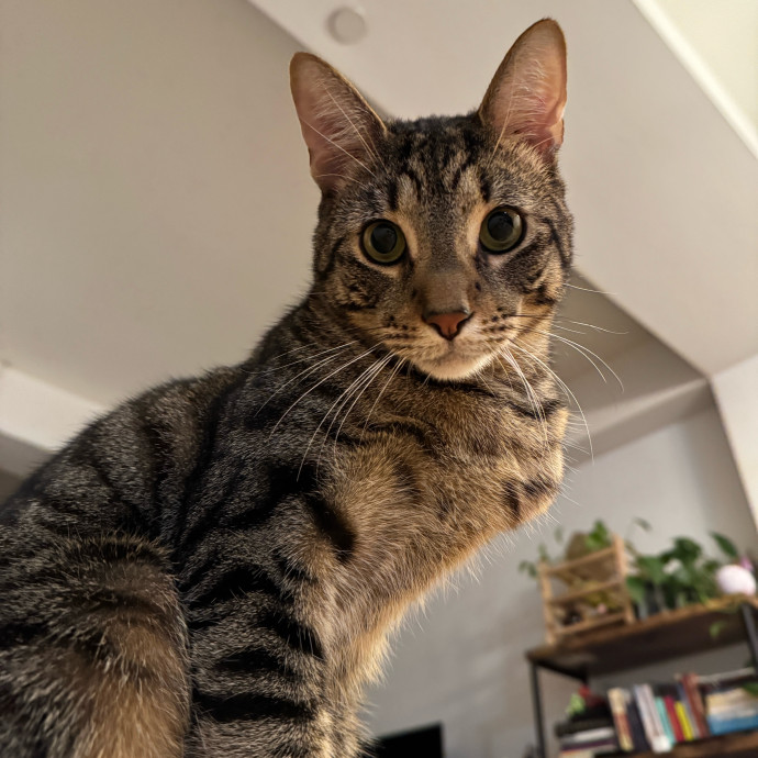 Professional Toe Bean Inspector
