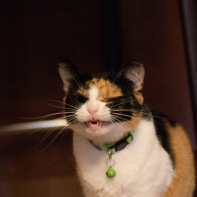 Professional Toe Bean Inspector photo 3