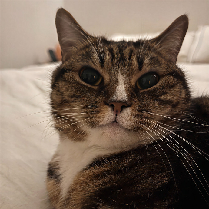 Meow-Gical Moments With Ginny
