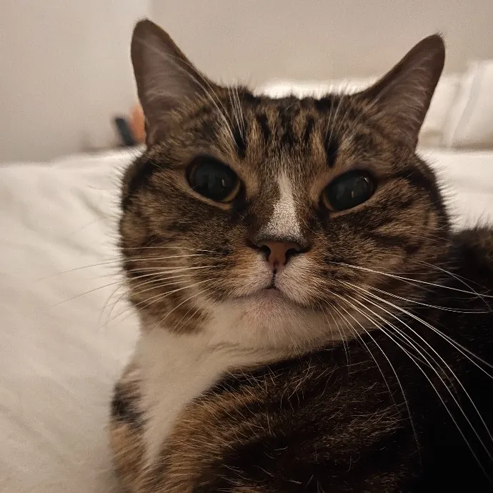 Meow-Gical Moments With Ginny
