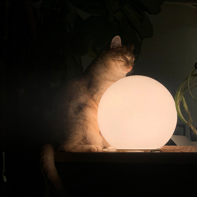 Meow-Gical Moments With Ginny