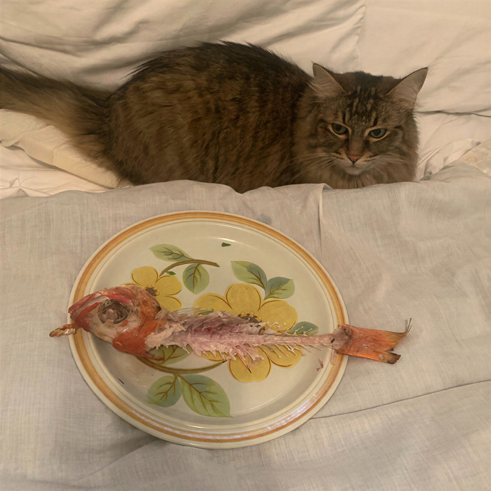 Meow-Gical Moments With Ginny