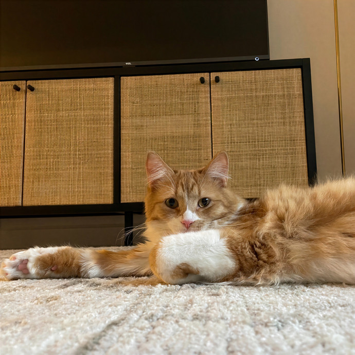 Meow-Gical Moments With Ginny