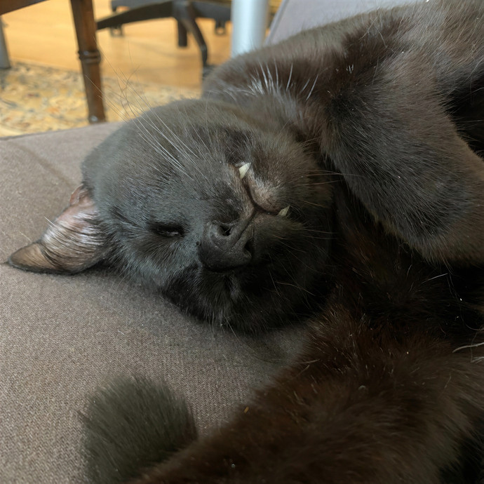 Meow-Gical Moments With Ginny