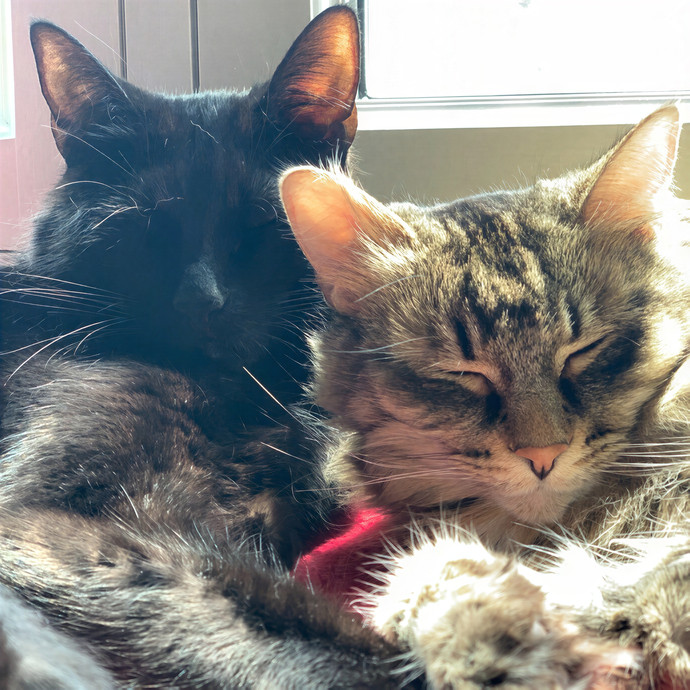 Meow-Gical Moments With Ginny photo 2