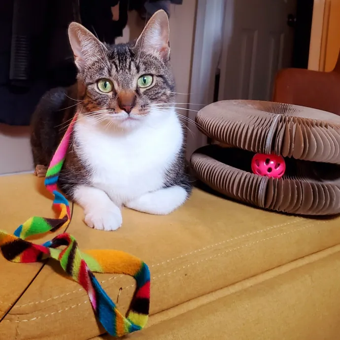 Amanda's Caring Hands