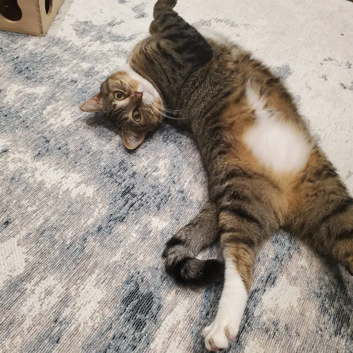 Amanda's Caring Hands