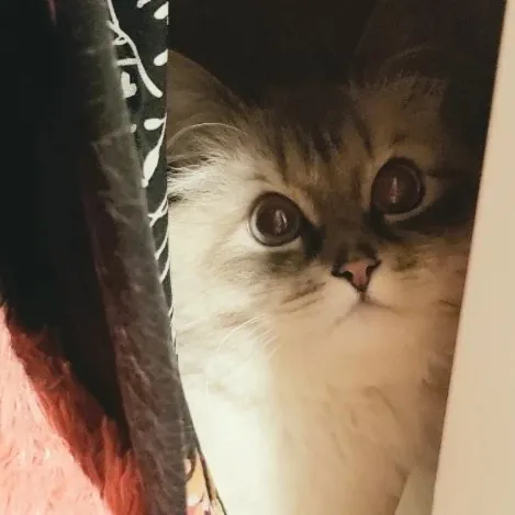 Amanda's Caring Hands