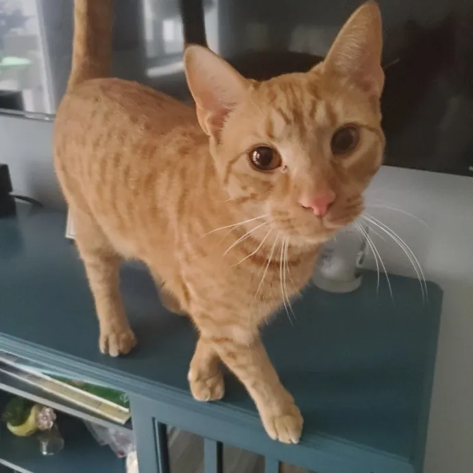 Amanda's Caring Hands