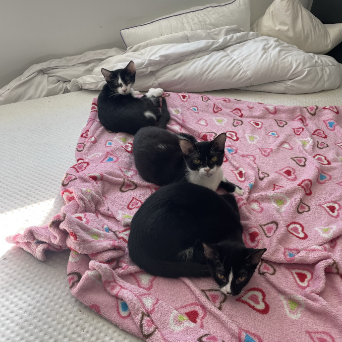 Will Care For Your Kitty Like My Own