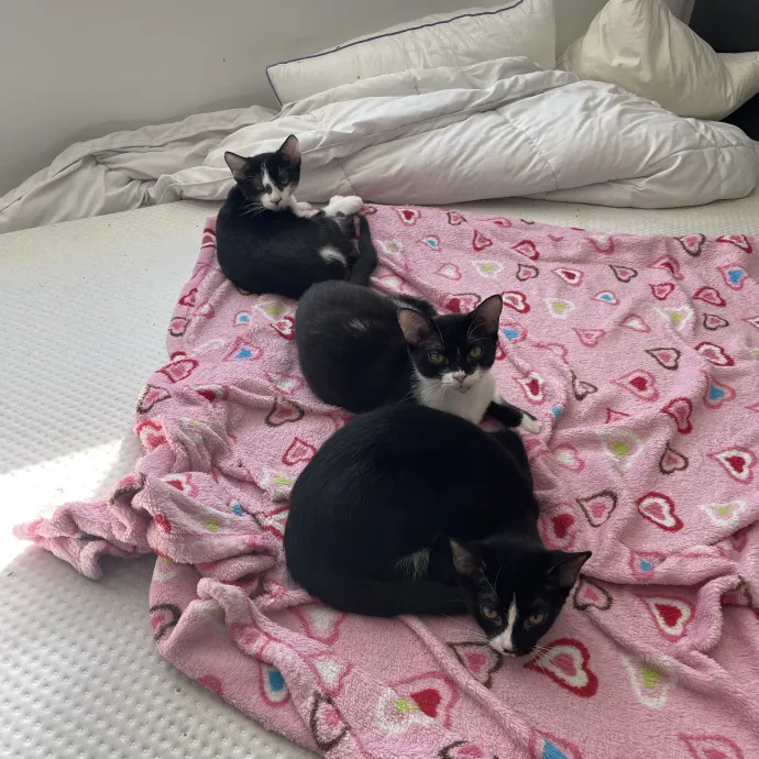 Will Care For Your Kitty Like My Own