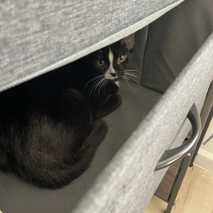 Will Care For Your Kitty Like My Own