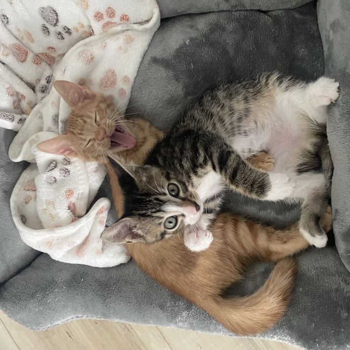 Will Care For Your Kitty Like My Own