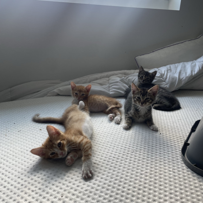 Will Care For Your Kitty Like My Own