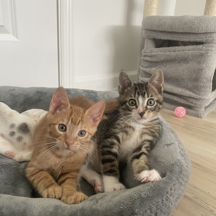 Will Care For Your Kitty Like My Own