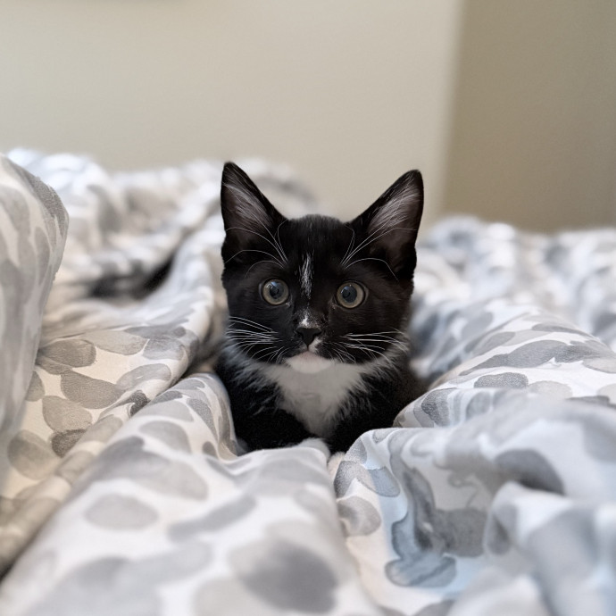 Will Care For Your Kitty Like My Own