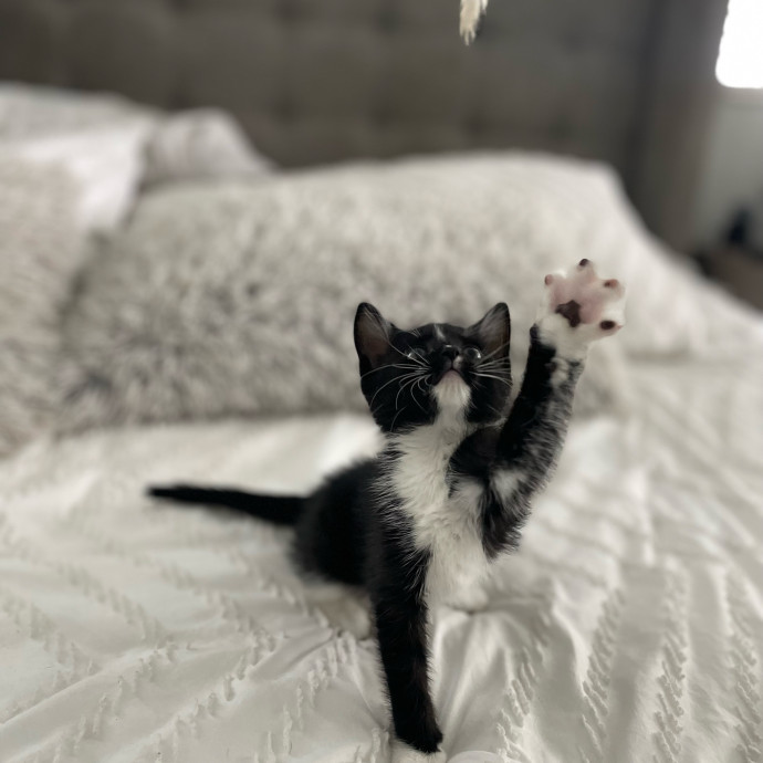 Will Care For Your Kitty Like My Own