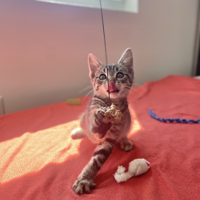 Will Care For Your Kitty Like My Own photo 3