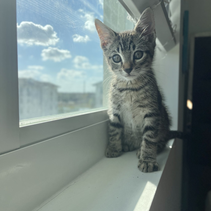 Will Care For Your Kitty Like My Own photo 2