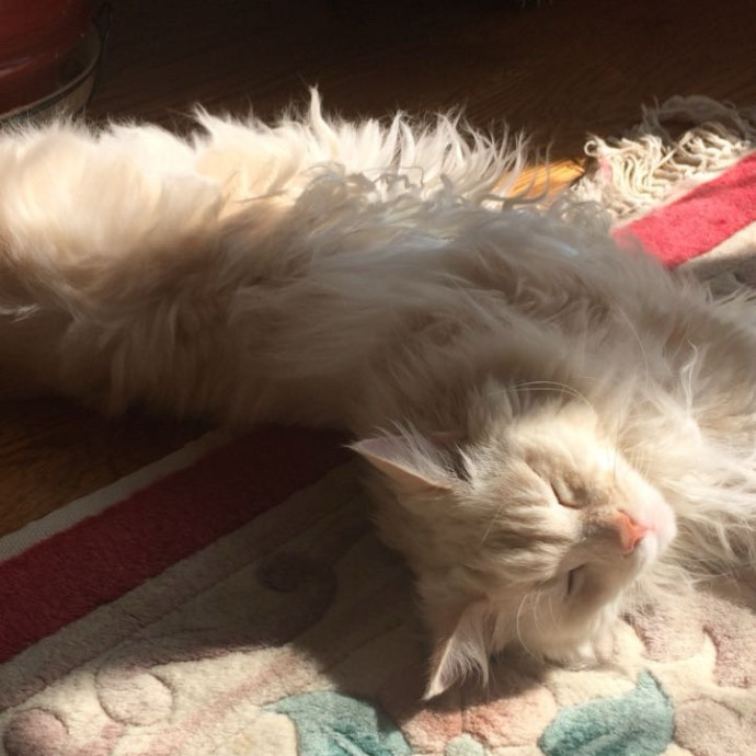 Gwinnett Cat Sitter photo 3