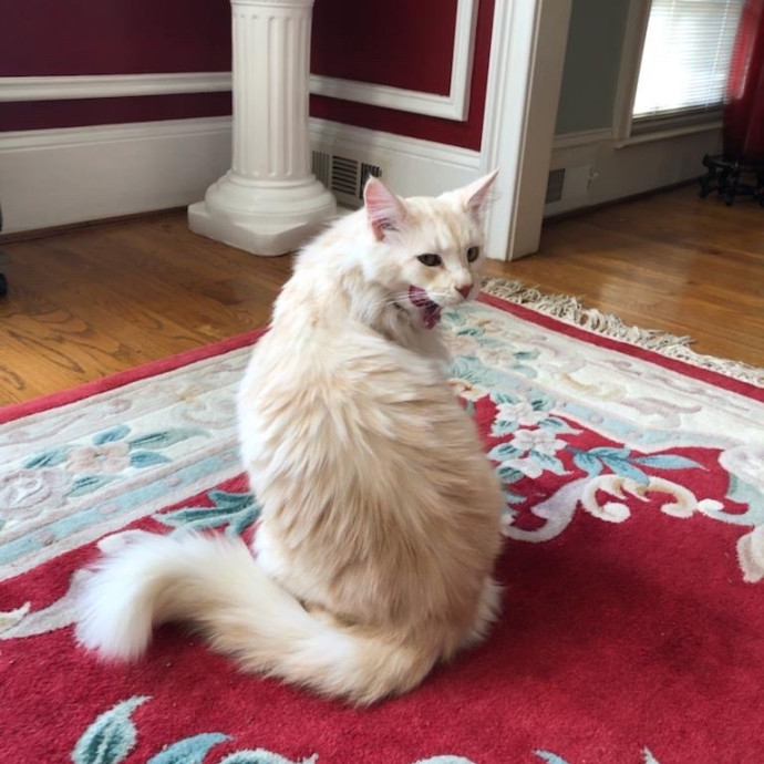 Gwinnett Cat Sitter photo 2