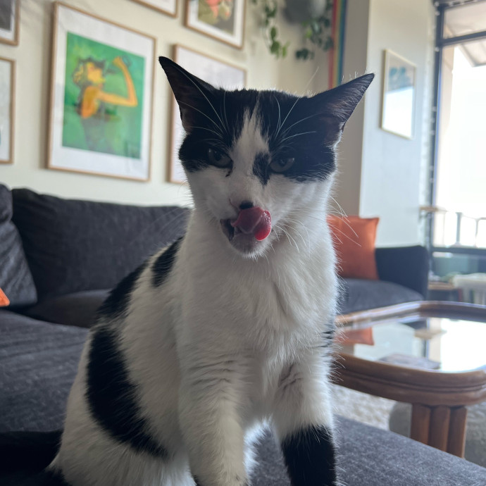 Bespoke Pet Services