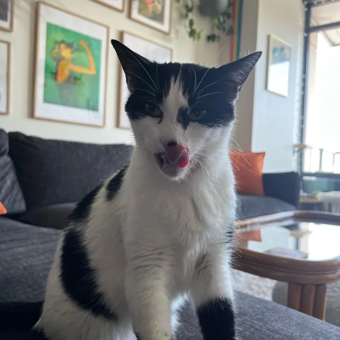 Bespoke Pet Services