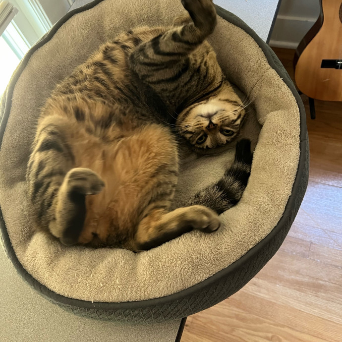 Bespoke Pet Services