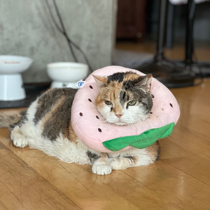Bespoke Pet Services