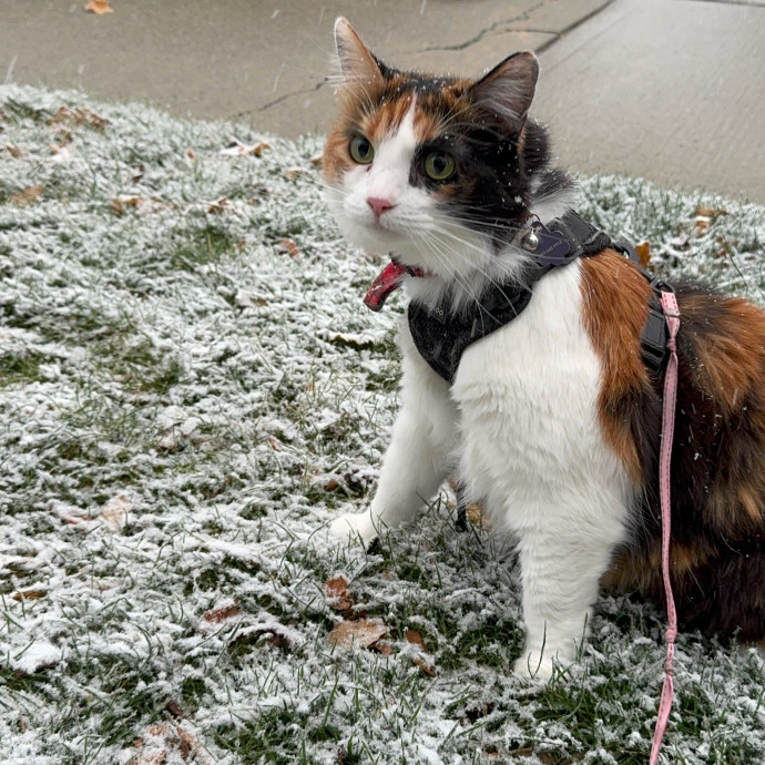 Sage Cat Sitting