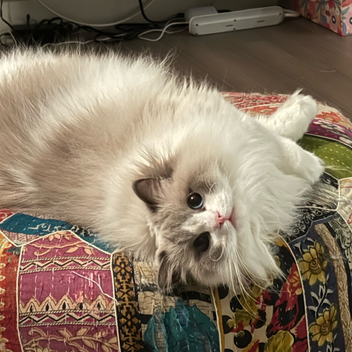 Sage Cat Sitting photo 3