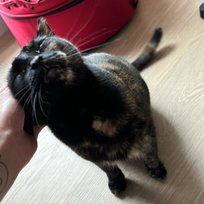 Sage Cat Sitting photo 2