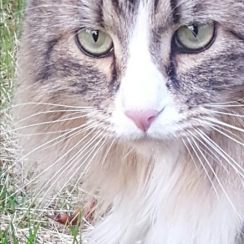 I Love Cats