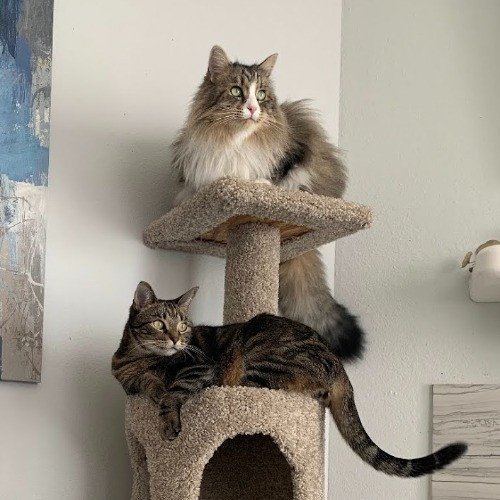 I Love Cats