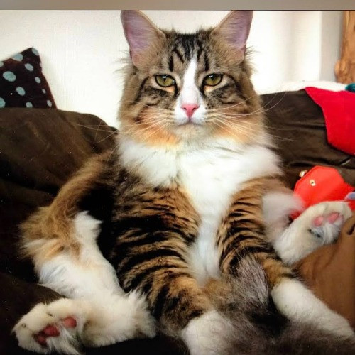 I Love Cats