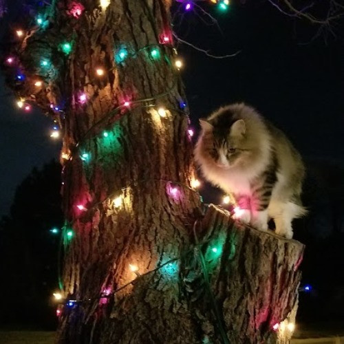 I Love Cats