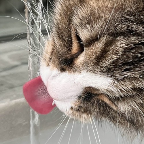 I Love Cats