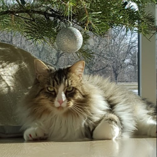 I Love Cats