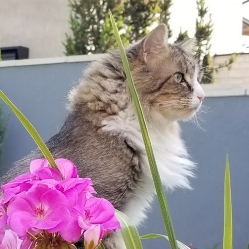 I Love Cats