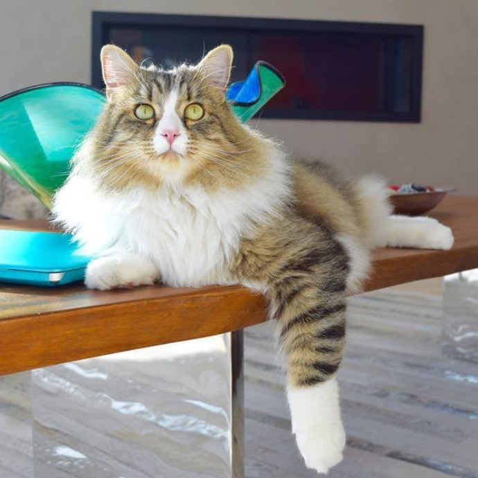 I Love Cats