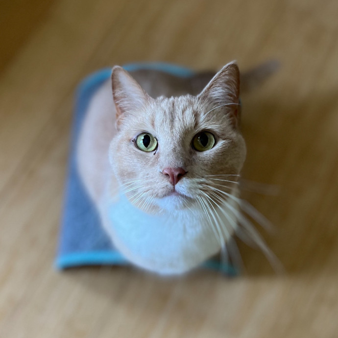I Love Cats