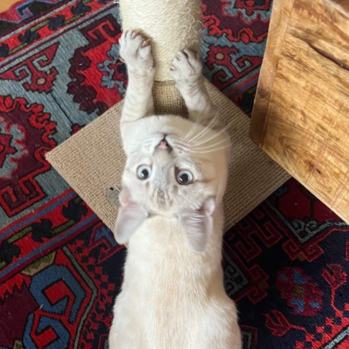 I Love Cats