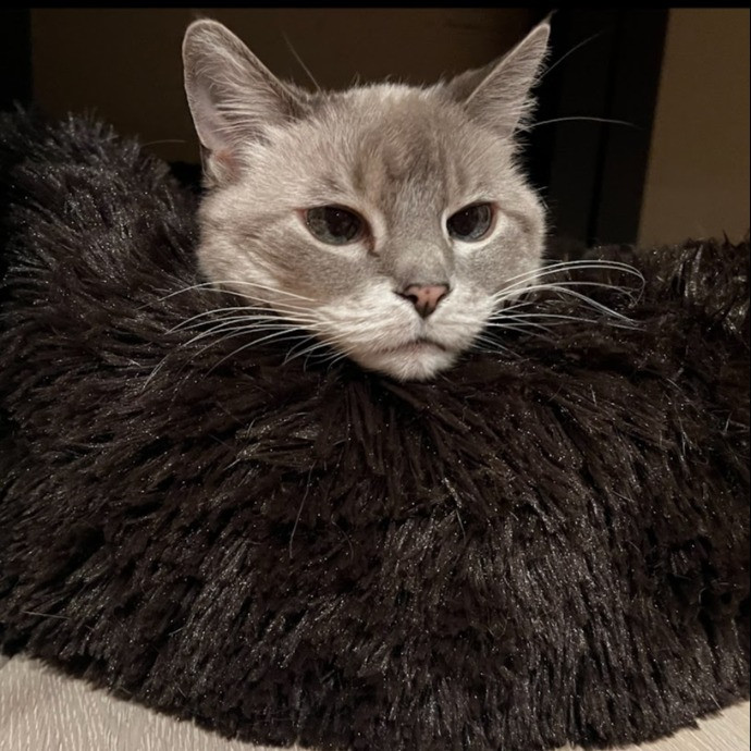 I Love Cats