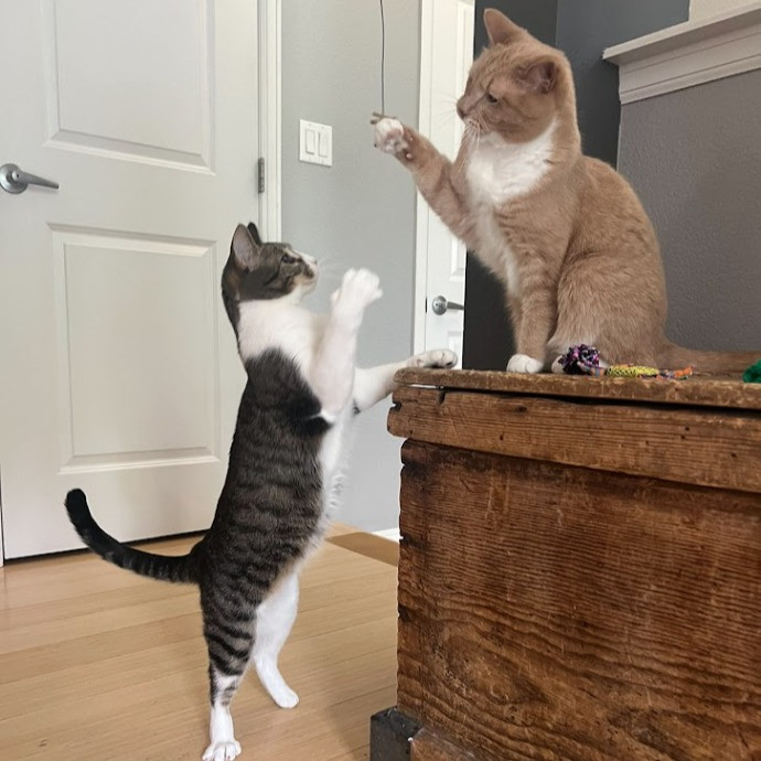 I Love Cats