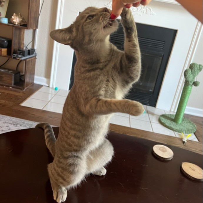 I Love Cats